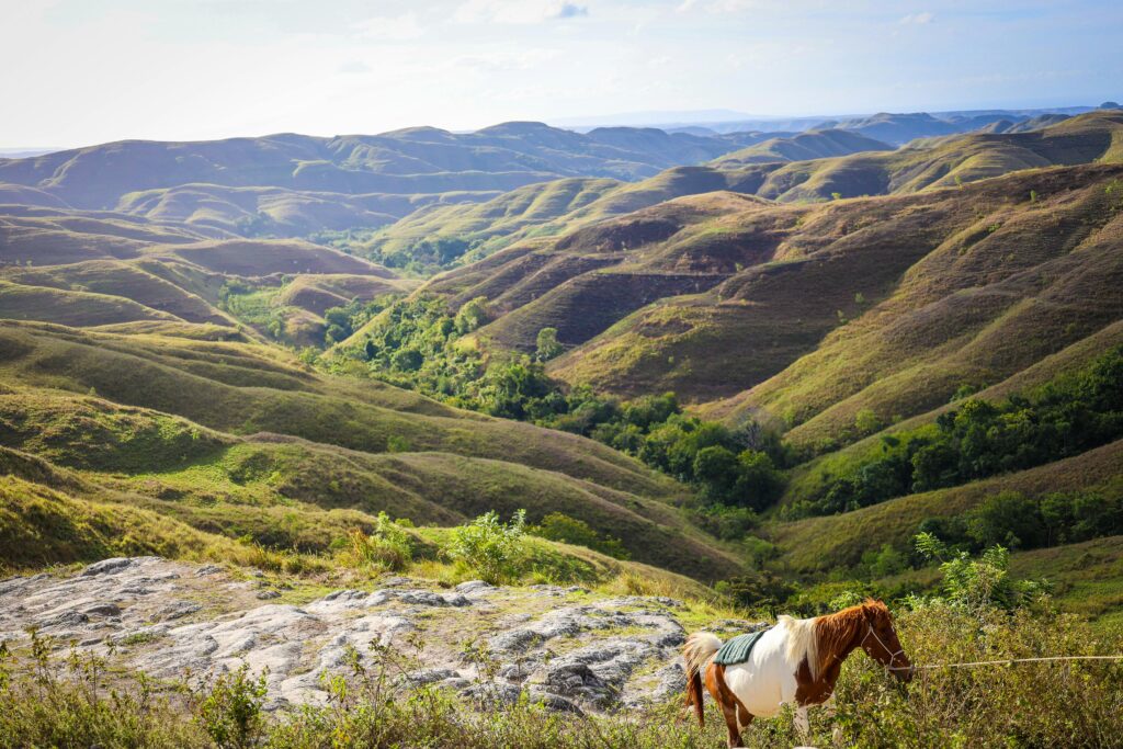 Breathtaking landscape with hills and a horse in East Nusa Tenggara, Indonesia.